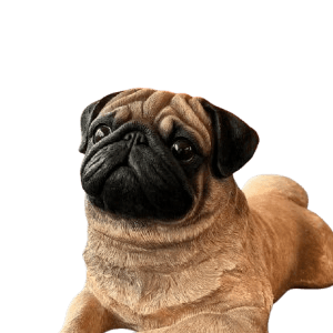 Pug